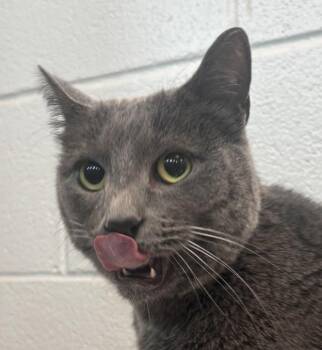 Domestic Short Hair Cats Available for Adoption in Golden, Colorado - Myah | PetCurious