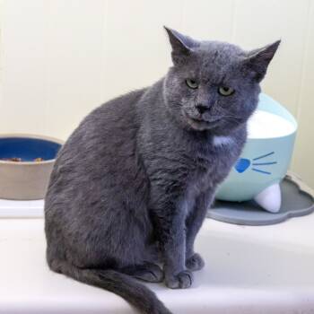 Rescue Domestic Short Hair Cats for Adoption in Mckean, Pennsylvania - Chaz | PetCurious
