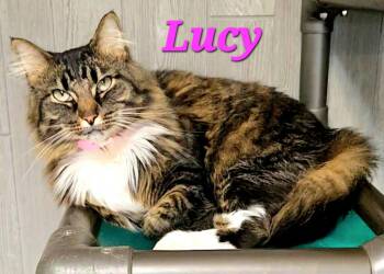 Lucy -  Domestic Long Hair Cat for Adoption in Macon, Georgia - Lucy | PetCurious