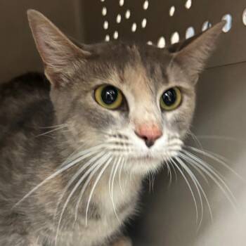 Misus -  Domestic Short Hair Cat for Adoption in Birmingham, Alabama - Misus | PetCurious