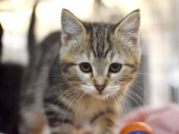 Cinderella -  Domestic Medium Hair Cat for Adoption in Portland, Oregon - Cinderella | PetCurious