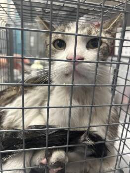 GUY -  Domestic Short Hair Cat for Adoption in Las Vegas, Nevada - GUY | PetCurious