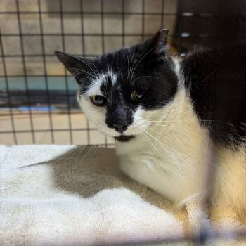 Cab / Caboose -  Domestic Medium Hair Cat for Adoption in Blairsville, Georgia - Cab / Caboose | PetCurious