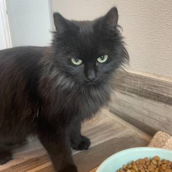 Domestic Medium Hair Cats Available for Adoption - Fuzzy | PetCurious