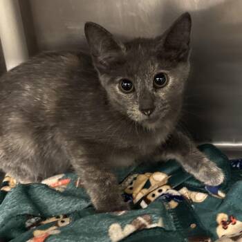 Quinn -  Domestic Short Hair Cat for Adoption in West Palm Beach, Florida - Quinn | PetCurious