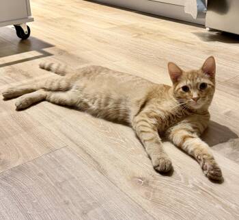 Dexter -  Tabby and Domestic Short Hair Cat for Adoption in Vaughan, Ontario - Dexter | PetCurious