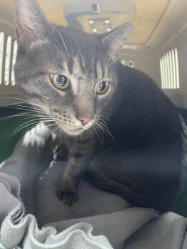 Dewey -  Domestic Short Hair Cat for Adoption in Ferndale, Michigan - Dewey | PetCurious