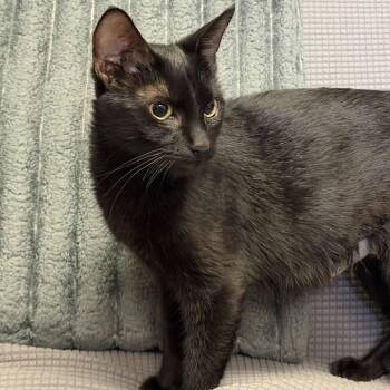 Crow -  Domestic Short Hair Cat for Adoption in Buffalo, Minnesota - Crow | PetCurious