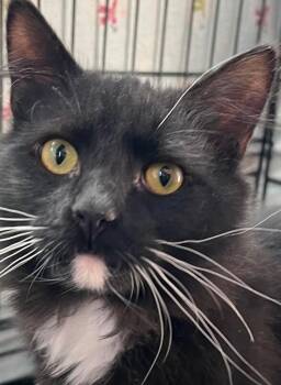 Domestic Long Hair Cats Available for Adoption - Charm | PetCurious