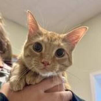 Tater -  Domestic Short Hair Cat for Adoption in Mineral Point, Wisconsin - Tater | PetCurious