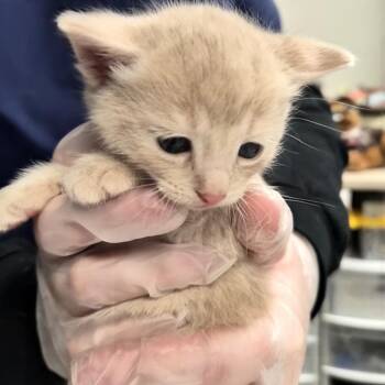 Domestic Short Hair Cats Available for Adoption in Vineland, New Jersey - Twix | PetCurious