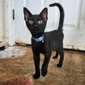 Stanley -  Domestic Medium Hair and Domestic Short Hair Cat Available for Adoption in Milton, Florida - Stanley | PetCurious