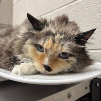 Domestic Medium Hair Cats Available for Adoption in Murray, Utah - Zoe | PetCurious