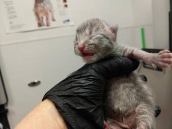 Domestic Short Hair Cats Available for Adoption in Fort Lauderdale, Florida - BAILEY | PetCurious