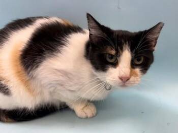 Mother Oates -  Domestic Short Hair Cat for Adoption in Minneapolis, Minnesota - Mother Oates | PetCurious