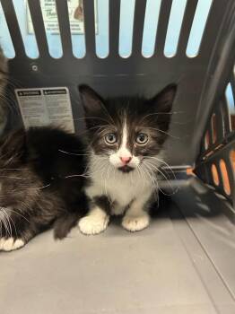 Cookie Monster -  Domestic Medium Hair Cat for Adoption in Gautier, Mississippi - Cookie Monster | PetCurious