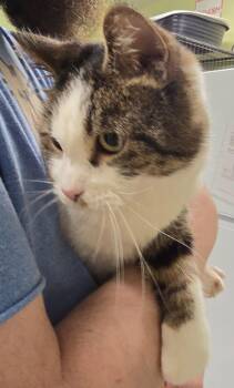 Domestic Short Hair Cats Available for Adoption in Auburn, Indiana - Momo | PetCurious