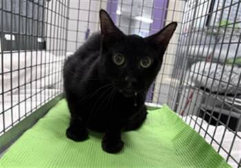 RUMI -  Domestic Short Hair Cat for Adoption in Houston, Texas - RUMI | PetCurious