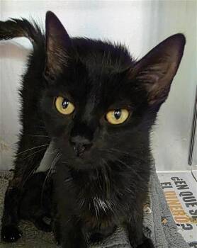AMORA -  Domestic Short Hair Cat for Adoption in San Antonio, Texas - AMORA | PetCurious