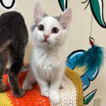 Alvin -  Domestic Medium Hair Cat for Adoption in Flagstaff, Arizona - Alvin | PetCurious