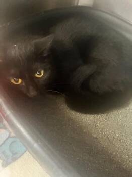 Domestic Short Hair Cats Available for Adoption in Hopkinsville, Kentucky - Null | PetCurious