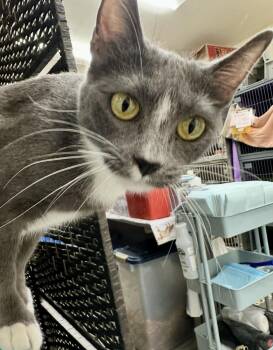 Quicksilver -  Domestic Short Hair Cat for Adoption in Wasilla, Alaska - Quicksilver | PetCurious