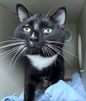 NATE -  Domestic Short Hair Cat for Adoption in Dedham, Massachusetts - NATE | PetCurious