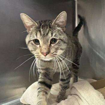 Domestic Short Hair Cats Available for Adoption in Davenport, Iowa - House Guest | PetCurious