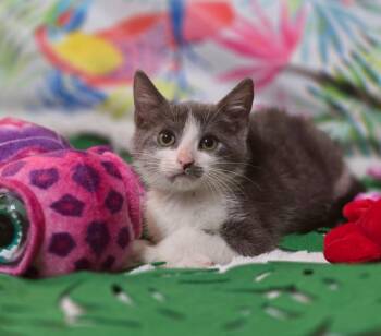Rescue Domestic Short Hair Cats for Adoption in Effingham, Illinois - Hei Hei | PetCurious