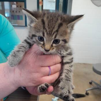 Domestic Short Hair Cats Available for Adoption in Jasper, Indiana - Ferb | PetCurious