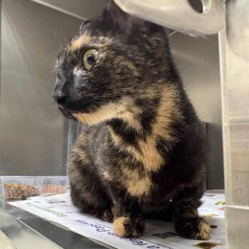 SAS-A-89879 -  Domestic Short Hair Cat for Adoption in Milton, Florida - SAS-A-89879 | PetCurious