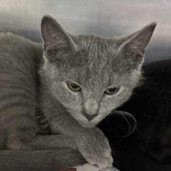 Whole Sale -  Domestic Short Hair Cat for Adoption in Corbin, Kentucky - Whole Sale | PetCurious