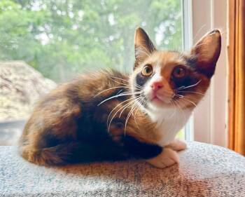 Domestic Medium Hair Cats Available for Adoption in Fort Payne, Alabama - Cleo | PetCurious