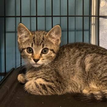 Viper -  Domestic Short Hair Cat for Adoption in Lyndhurst, Virginia - Viper | PetCurious
