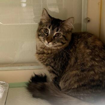 Domestic Long Hair Cats Available for Adoption in Tulsa, Oklahoma - Francesca | PetCurious