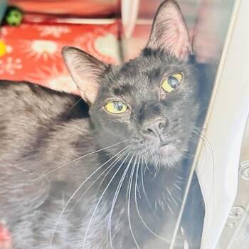 Domestic Short Hair Cats Available for Adoption in Baltimore, Maryland - Sweetpea | PetCurious