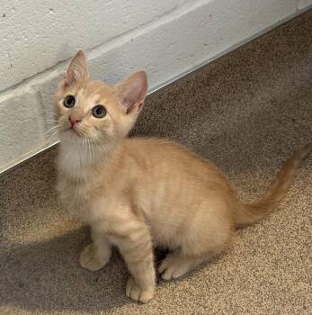 River -  Domestic Short Hair Cat for Adoption in Slidell, Louisiana - River | PetCurious