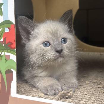 Nina -  Siamese Cat for Adoption in Waynesburg, Pennsylvania - Nina | PetCurious
