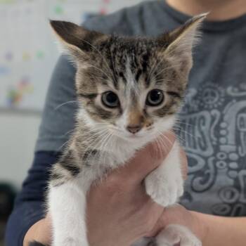 Domestic Short Hair Cats Available for Adoption in Canton, Illinois - Lightning | PetCurious