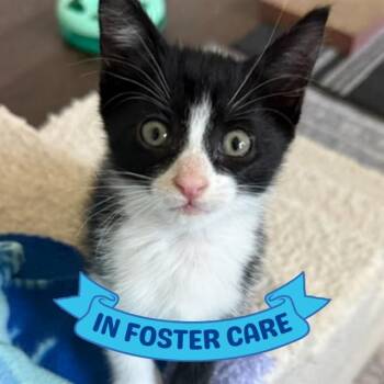 GIDGET -  Domestic Short Hair Cat for Adoption in Tallahassee, Florida - GIDGET | PetCurious