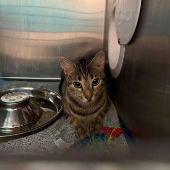 star -  Domestic Short Hair Cat for Adoption in Englewood, Florida - Star | PetCurious