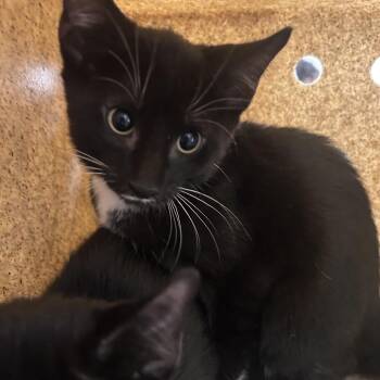 Molissa -  Domestic Short Hair Cat for Adoption in Philadelphia, Pennsylvania - Molissa | PetCurious