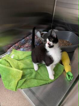 Harriet -  Domestic Short Hair Cat for Adoption in Chambersburg, Pennsylvania - Harriet | PetCurious