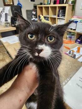 Louie $75 fostered -  Domestic Medium Hair and Domestic Short Hair Cat for Adoption in Seneca, South Carolina - Louie $75 Fostered | PetCurious