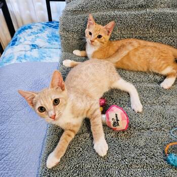 Jimmy -  Domestic Short Hair Cat for Adoption in Houston, Texas - Jimmy | PetCurious