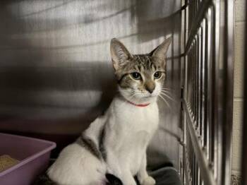 Queenie -  Domestic Short Hair Cat Available for Adoption in Westland, Michigan - Queenie | PetCurious