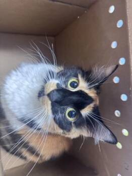 Evangelista -  Domestic Short Hair Cat for Adoption in West Chester, Pennsylvania - Evangelista | PetCurious