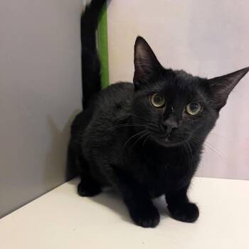 Domestic Short Hair Cats Available for Adoption in Fredericksburg, Virginia - Behr Minimum | PetCurious