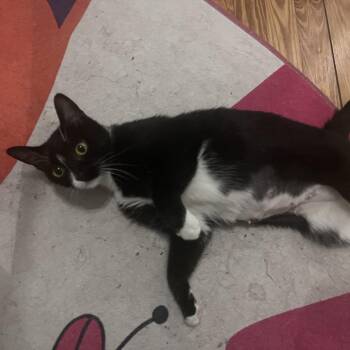 Owlette -  Domestic Short Hair Cat for Adoption in Philadelphia, Pennsylvania - Owlette | PetCurious
