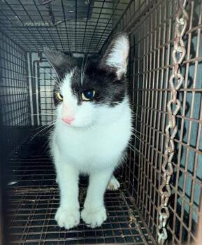 Domestic Short Hair Cats Available for Adoption in San Antonio, Texas - A810313 | PetCurious